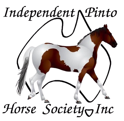 Independant Pinto Horse Society Inc – Cassovic Tasmania